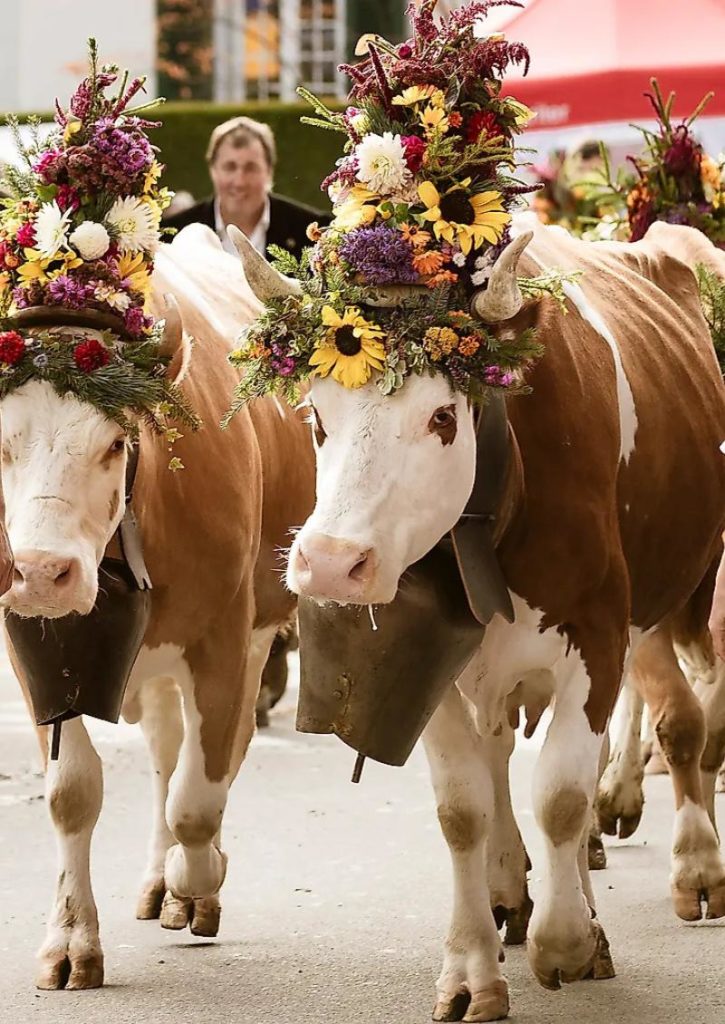 Decorated cows in Switzerland