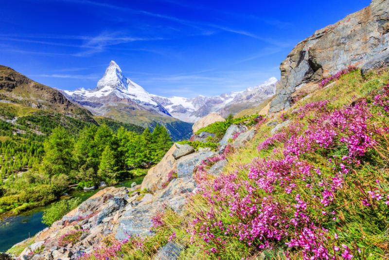 Matterhorn mountain wioth spring flowers